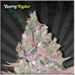 BERRY RYDER* AUTO SEEDS 3 SEMI FEM