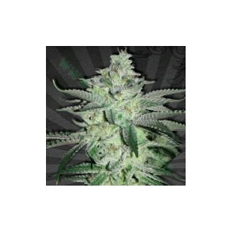 DIESEL BERRY* AUTO SEEDS 5 SEMI FEM