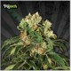 HIJACK* AUTO SEEDS 3 SEMI FEM