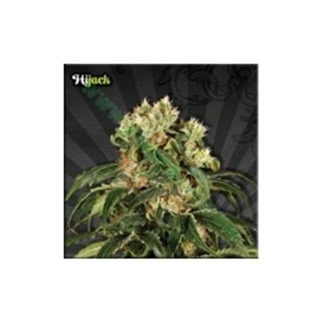 HIJACK* AUTO SEEDS 3 SEMI FEM