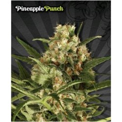 PINEAPPLE PUNCH* AUTO SEEDS 3 SEMI FEM