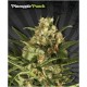 PINEAPPLE PUNCH* AUTO SEEDS 5 SEMI FEM