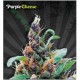 PURPLE STILTON ( EXPURPLE CHEESE)* AUTO SEEDS 3 SEMI FEM