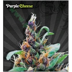 PURPLE STILTON ( EXPURPLE CHEESE)* AUTO SEEDS 3 SEMI FEM