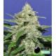 WIDOW BOMB * BOMB SEEDS 10 SEMI FEM 