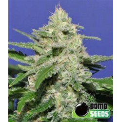 WIDOW BOMB * BOMB SEEDS 10 SEMI FEM 