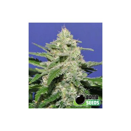 WIDOW BOMB * BOMB SEEDS 10 SEMI FEM 