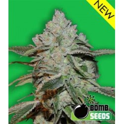 ATOMIC * BOMB SEEDS 10 SEMI FEM 