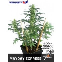 MAYDAY EXPRESS * POSITRONICS FEMINIZED 5 SEMI AUTO