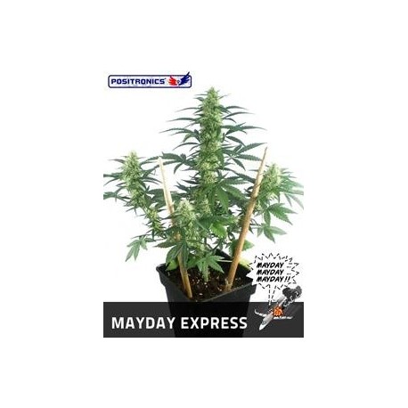 MAYDAY EXPRESS * POSITRONICS FEMINIZED 5 SEMI AUTO