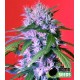 BERRY BOMB * BOMB SEEDS 10 SEMI FEM 