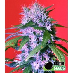 BERRY BOMB * BOMB SEEDS 10 SEMI FEM 