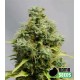 BIG BOMB * BOMB SEEDS 10 SEMI FEM 