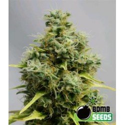 BIG BOMB * BOMB SEEDS 10 SEMI FEM 