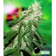 BUZZ BOMB * BOMB SEEDS 10 SEMI FEM 