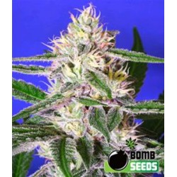 EDAM BOMB (EX CHEESE BOMB) * BOMB SEEDS 10 SEMI FEM 