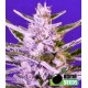 ICE BOMB * BOMB SEEDS 10 SEMI FEM 