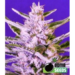 ICE BOMB * BOMB SEEDS 10 SEMI FEM 