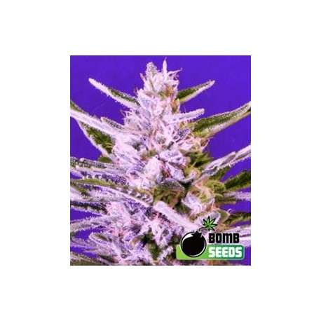 ICE BOMB * BOMB SEEDS 10 SEMI FEM 