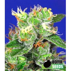 MEDI BOMB # 2 * BOMB SEEDS 10 SEMI FEM 