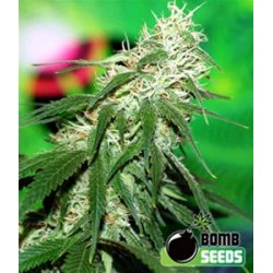 BUZZ BOMB * BOMB SEEDS 5 SEMI FEM 