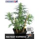 MAYDAY EXPRESS * POSITRONICS FEMINIZED 3 SEMI AUTO