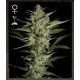 FLOWERBOMB KUSH* STRAINHUNTER 5 SEMI FEM 