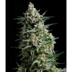 ANESTHESIA * PYRAMID SEEDS 1 SEME FEM 