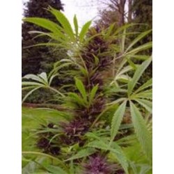 SWEET PURPLE * PARADISE SEEDS FEMINIZED 10 SEMI