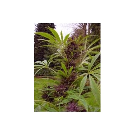 SWEET PURPLE * PARADISE SEEDS FEMINIZED 10 SEMI