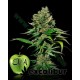 EXCALIBUR * EVA FEMALE SEEDS 3 SEMI FEM 