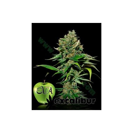 EXCALIBUR * EVA FEMALE SEEDS 3 SEMI FEM 