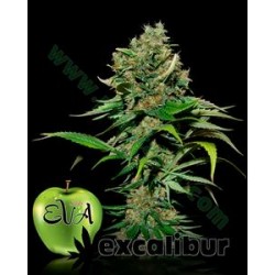 EXCALIBUR * EVA FEMALE SEEDS 6 SEMI FEM 