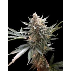 TANGIE * DNA GENETICS RESERVA PRIVADA 3 SEMI FEM 