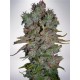 AUTO BLUEBERRY DOMINA * MINISTRY SEEDS FEMINIZED 2 SEMI