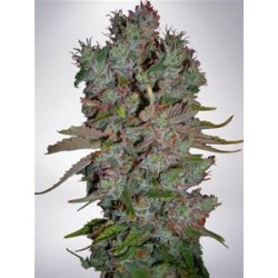 AUTO BLUEBERRY DOMINA * MINISTRY SEEDS FEMINIZED 2 SEMI