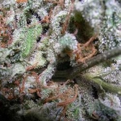 INDICA CHAMPIONS PACK* PARADISE SEEDS FEMINIZED 6 SEMI 