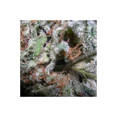 INDICA CHAMPIONS PACK* PARADISE SEEDS FEMINIZED 6 SEMI 