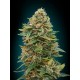 AUTO SKUNK 47 * ADVANCED SEEDS 1 SEME FEM