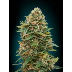 AUTO SKUNK 47 * ADVANCED SEEDS 1 SEME FEM