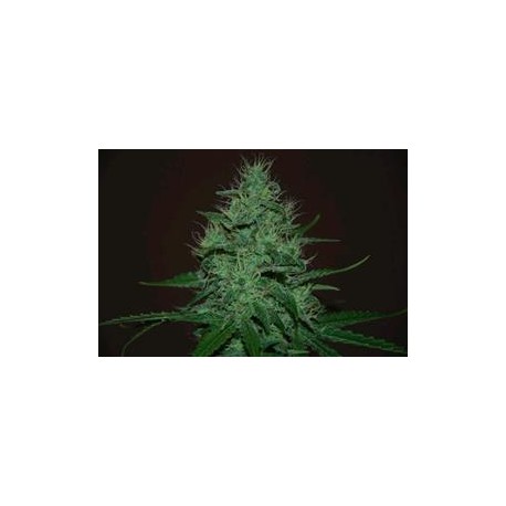 AMNESIA HAZE AUTO * EXPERT SEEDS 3 SEMI FEM 