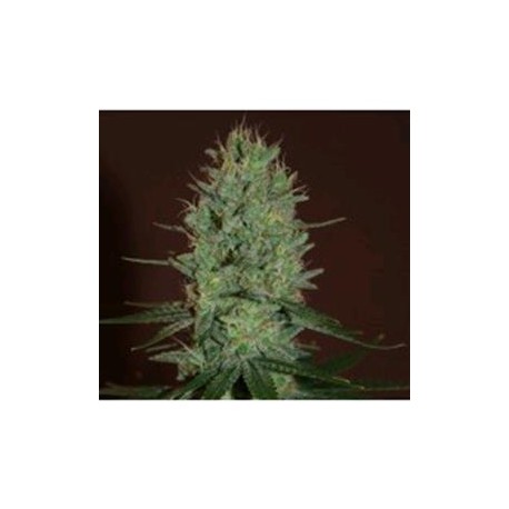 AMNESIA HAZE * EXPERT SEEDS 3 SEMI FEM 