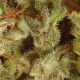 CHAMPIONS PACK SATIVA ( EX COLLECTION PACK SATIVA * PARADISE SEEDS FEMINIZED 6 SEMI 