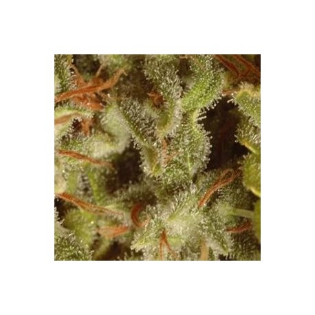 CHAMPIONS PACK SATIVA ( EX COLLECTION PACK SATIVA * PARADISE SEEDS FEMINIZED 6 SEMI 