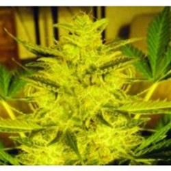 CARAMELLA AUTO * EXPERT SEEDS 3 SEMI FEM 