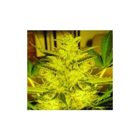 CARAMELLA AUTO * EXPERT SEEDS 3 SEMI FEM 