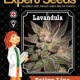 LAVANDULA * EXPERT SEEDS 3 SEMI FEM 