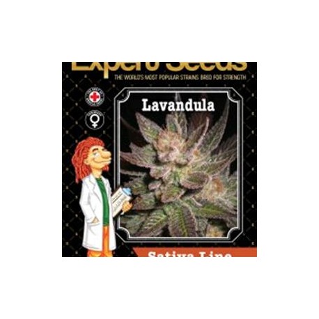 LAVANDULA * EXPERT SEEDS 3 SEMI FEM 