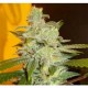 NORTHERN LIGHT * EXPERT SEEDS 3 SEMI FEM 