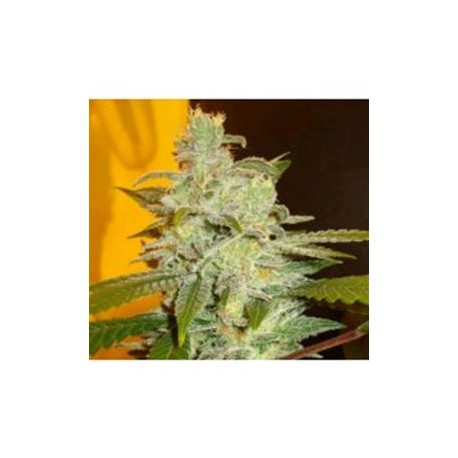 NORTHERN LIGHT * EXPERT SEEDS 3 SEMI FEM 